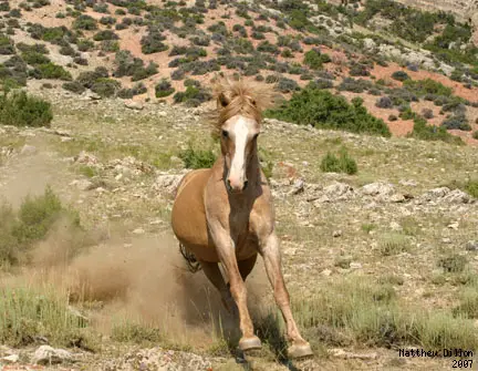 Pryor Mountain Wild Mustang Center